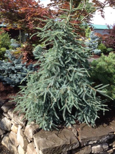 Picea mariana 'Edelweiss Weeping'